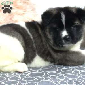 Dolley, Akita Puppy